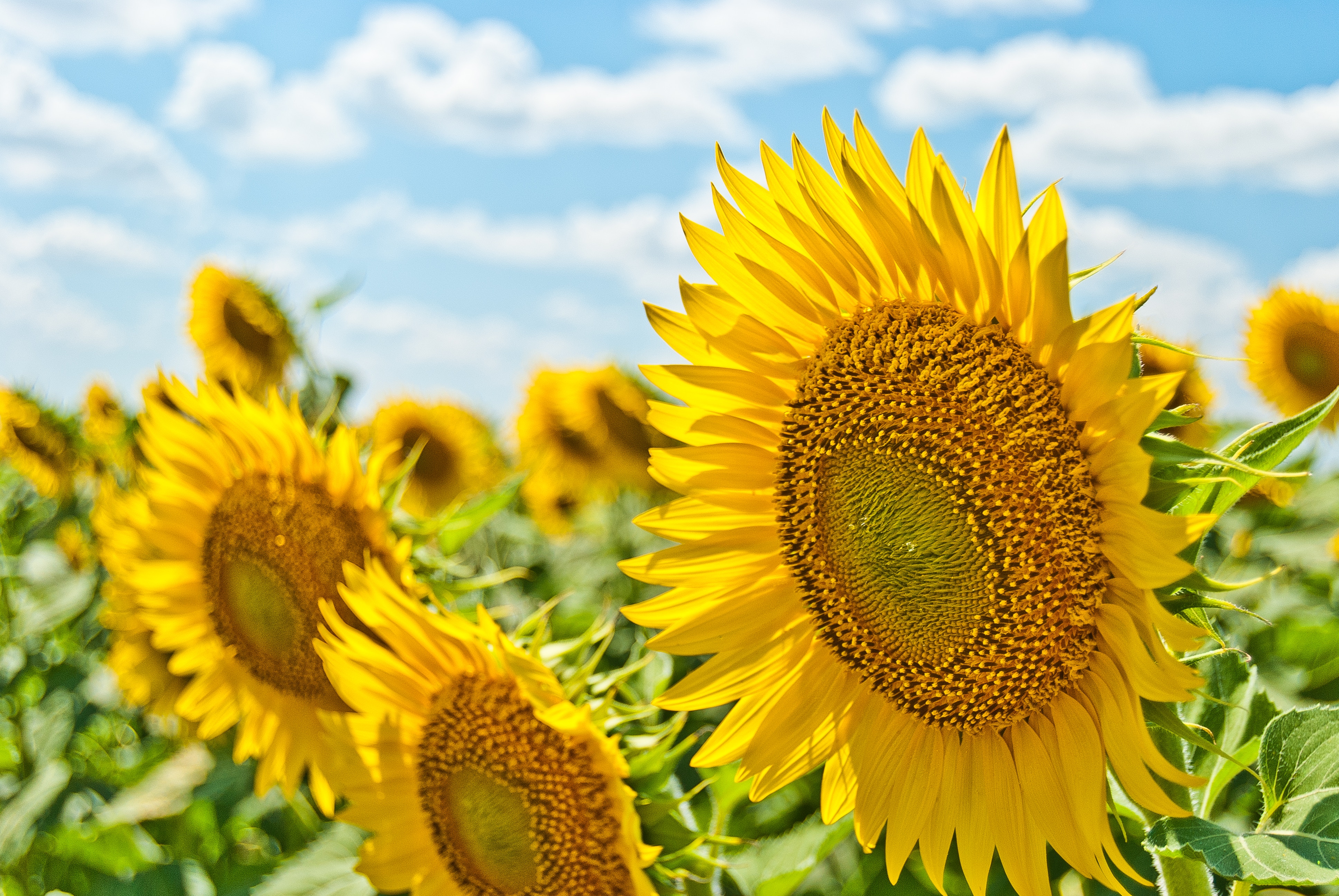 sunflower in a field in summer